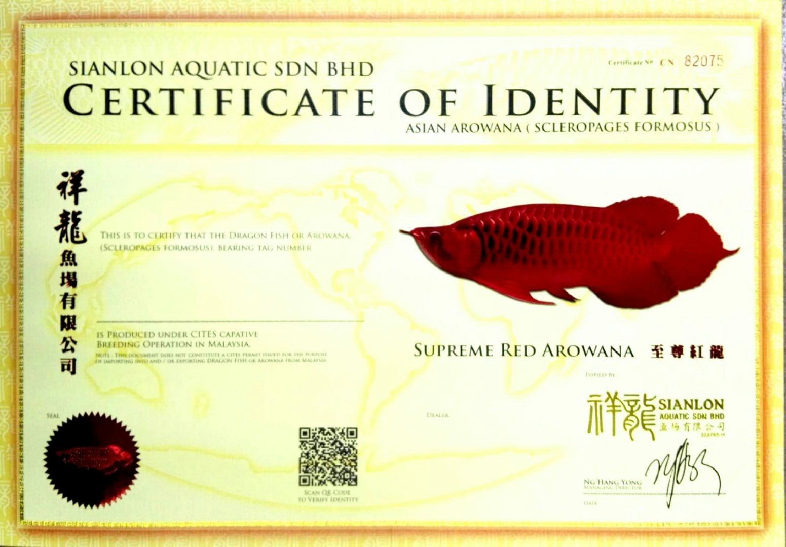 Canindeyu SUPREME RED AROWANA